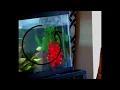 Download Lagu Molly Fish Dancing - Is this normal?