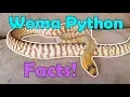 All About Woma Pythons