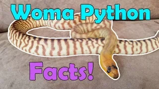 All About Woma Pythons