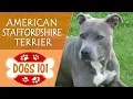 Dogs 101 - AMERICAN STAFFORDSHIRE TERRIER