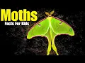 Lagu All About Moths (Facts For Kids)
