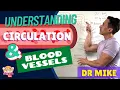 Download Lagu Understanding Circulation and Blood Vessels