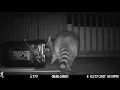 capture a raccoon using a conibear trap