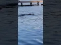 Large alligator swims dangerously close to kids in a Texas lake