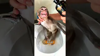 قردة صغيرة أثناء الاستحمام  قردة صغيرة أثناء الاستحمام