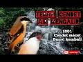 TERAPI CENDET GAK MAU BUNYI||AIR MENGALIR