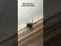 See what happens when you kill a GIANT wood spider with thousands of babies on its back