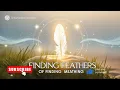 Spiritual Meaning of Finding Feathers Signs from the Divine