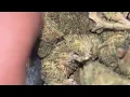 Mochi Strain Review Smooth Flavorful Top Shelf