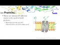 IB Biology Topics 2 4 Proteins and 2 5 Enzymes
