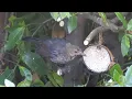 Download Lagu My Little Blackbird. Feed the Birds UK 31 08 25