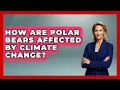 Download Lagu How Are Polar Bears Affected by Climate Change? | Polar Regions Uncovered