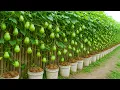 Lagu You’ll Never Throw Away Dried Coconuts Again After Seeing This Amazing Chayote Growing Idea!