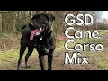 All About Cane Corso German Shepherd Mix GSD Mix