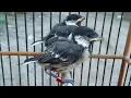 Pikat Burung Gelatik Batu Paling Ampuh Dengan Pancingan Suara Anakan Glatik Watu Jamin PANEN Banyak