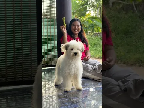 Playing with Happy🐶😍teachers day special gift❤️🔥#shorts #kunjappan #viral #comedy #happy #funny