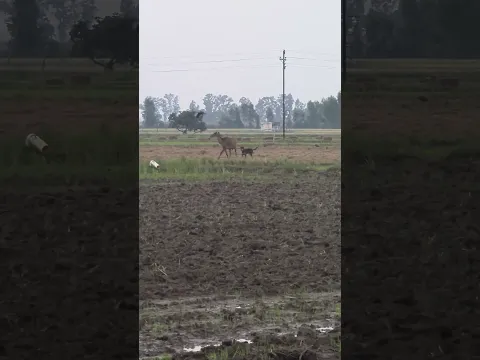 कुत्तों के झुंड से घिर गई नीलगाय, फिर जो हुआ रोंगटे खड़ े कर देगा ! part 2