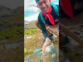 Download Lagu jurnal si bolang - memanah ikan tawes #bolang #sibolang  #panahikan  #bowfishing