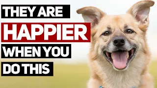 15 Subtle Signs Your Dog is Truly Happy and Healthy