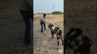 Hamare Goat Hogaya Pagal Viral Trending Jvbikevlogs Minivlog Vlog Shorts Youtube Goat 