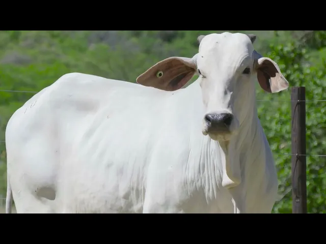 Novilha Nelore RDM - B2907