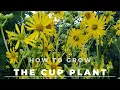The Cup Plant - Facts Grow and Care