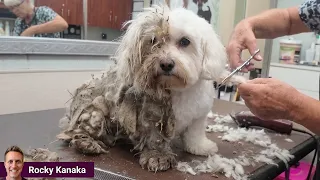 Watch This Abandoned Dog's Reaction to His First Groom