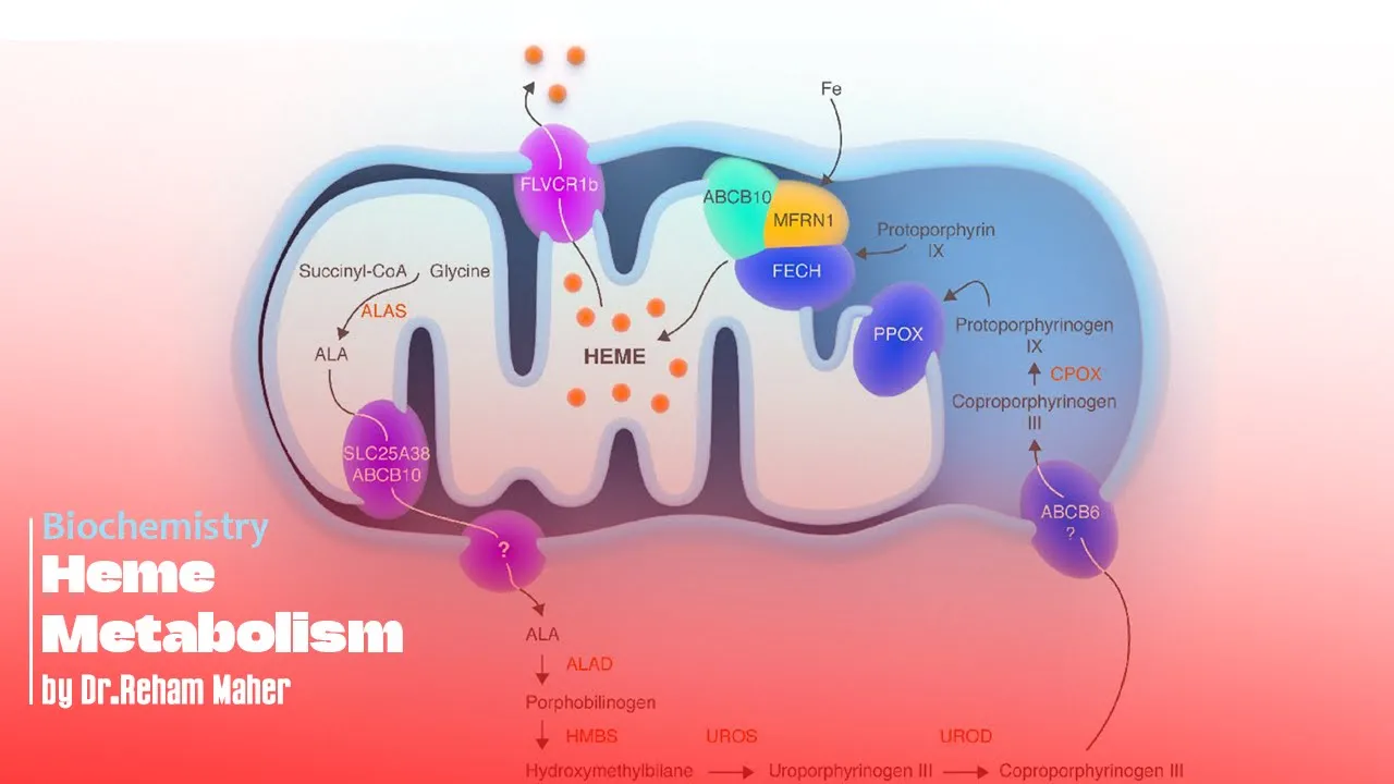 Biochemistry | Heme Metabolism | Part 1 | By Dr.Reham Maher