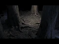 Tree Trunks Photogrammetry Scans