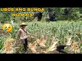 Download Lagu SALUT NA UWAK UBOS ANG TANIM NATING MAIS INUNAHAN TAYO MAG HARVEST 