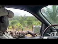 Download Lagu Ghana 50 Acre Farm, Rijden naar het Coco Portion
