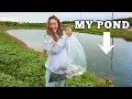 Stocking My Pond With Fish