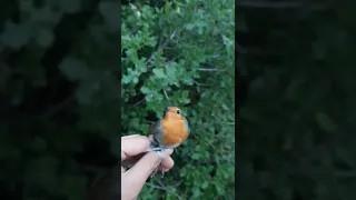 صيد عصفور ابو حن في سوريا على الدبق 