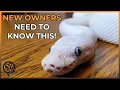 10 Things Beginners NEED to Know BEFORE Getting a New BALL PYTHON