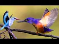 Download Lagu 10 Most Beautiful Kingfishers in the World