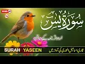 Lagu Surah Yaseen (Yasin) with Urdu And Hindi Translation by Qari Ismail Al Nouri | Best Tilawat | Epi 78