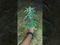 2019 Outdoor Grow Neptune Seed Bank Seed s By Breeder 42 I Got A Male