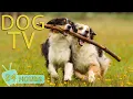 Download Lagu DOG TV: Video Keep Your Dog Entertained for Hours - Best Anti-Anxiety Music for Dogs When Home Alone