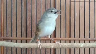 masteran mewah cigun ak47 sambung kenari