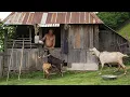 Download Lagu De man die de wereld inspireerde met zijn onafhankelijke leven op de top van een berg