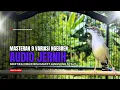 Burung Ciblek SEMI Gacor NGEBREN Untuk Pancingan Ciblek dan MASTERAN BURUNG Kesayangan Anda