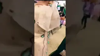 پشتو حاتان۔ میرا         دندنها
