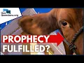 What is the significance of a red heifer in the Bible GotQuestions org