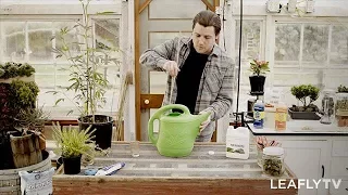 Tips for Growing Marijuana Plants