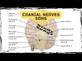 Cranial Nerves Song - Study Songz