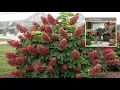Roberta s 1-Piece Ruby Slippers Hydrangea Live Plants on QVC