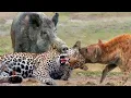 Download Lagu Most Amazing Moments Of Wild Animal 2022 - Wild Discovery Animals Part2