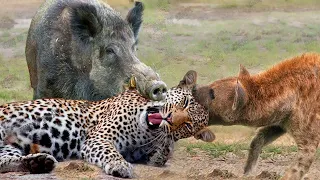 Download Most Amazing Moments Of Wild Animal 2022 - Wild Discovery Animals Part2 MP3