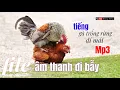 Download Lagu tiếng gà trống rừng đạp mái kêu dùng để kích gọi bổi mới | Hoàng Thắng