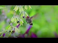 Christopher Martin -Baby I Love You - (Subtitulada en Español) -Te amo Allison Vargas G.